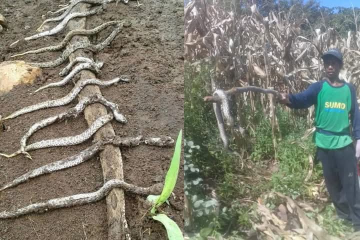 Puluhan ular berbisa ditangkap warga saat panen jagung