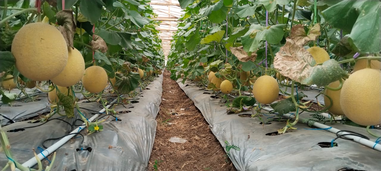 Melon siap panen bentuk ketahanan pangan desa mlinjon Trenggalek