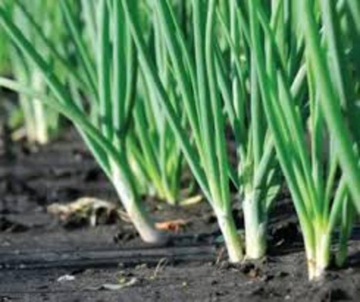 Tanaman bawang daun untuk penyedam rasa