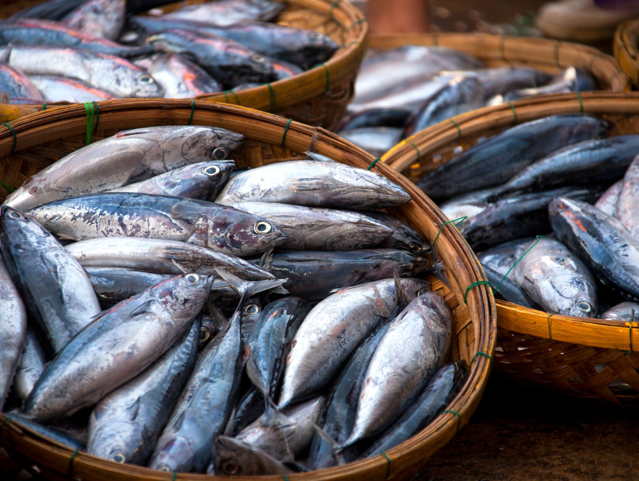 Harga ikan tangkap di Trenggalek hari ini ikut merosot.
