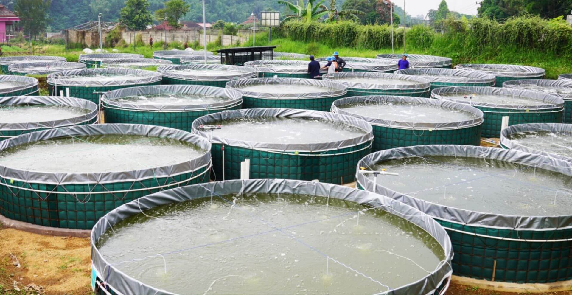 Sistem budidaya bioflog
