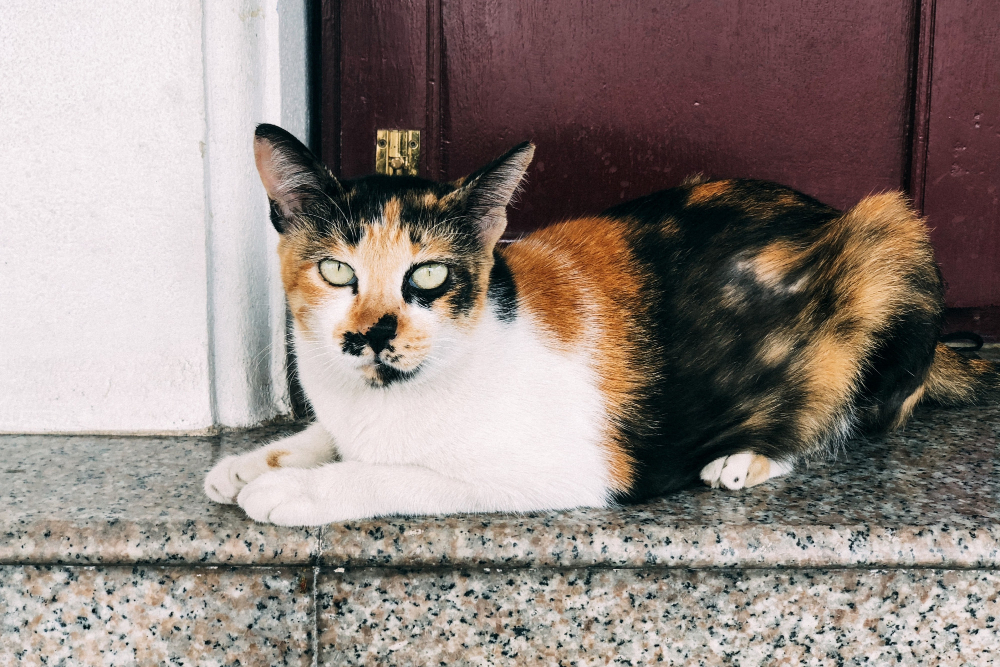 Rahasia genetika kucing.