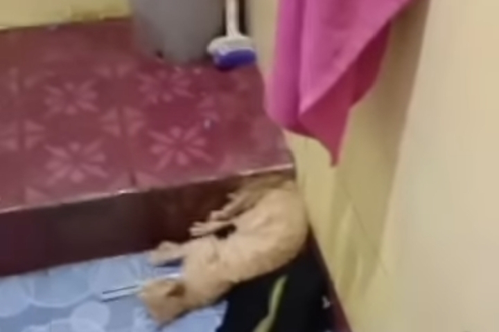 Tangkapan layar video viral terkait penyiksaan seekor kucing yang diduga terjadi di Pacitan.