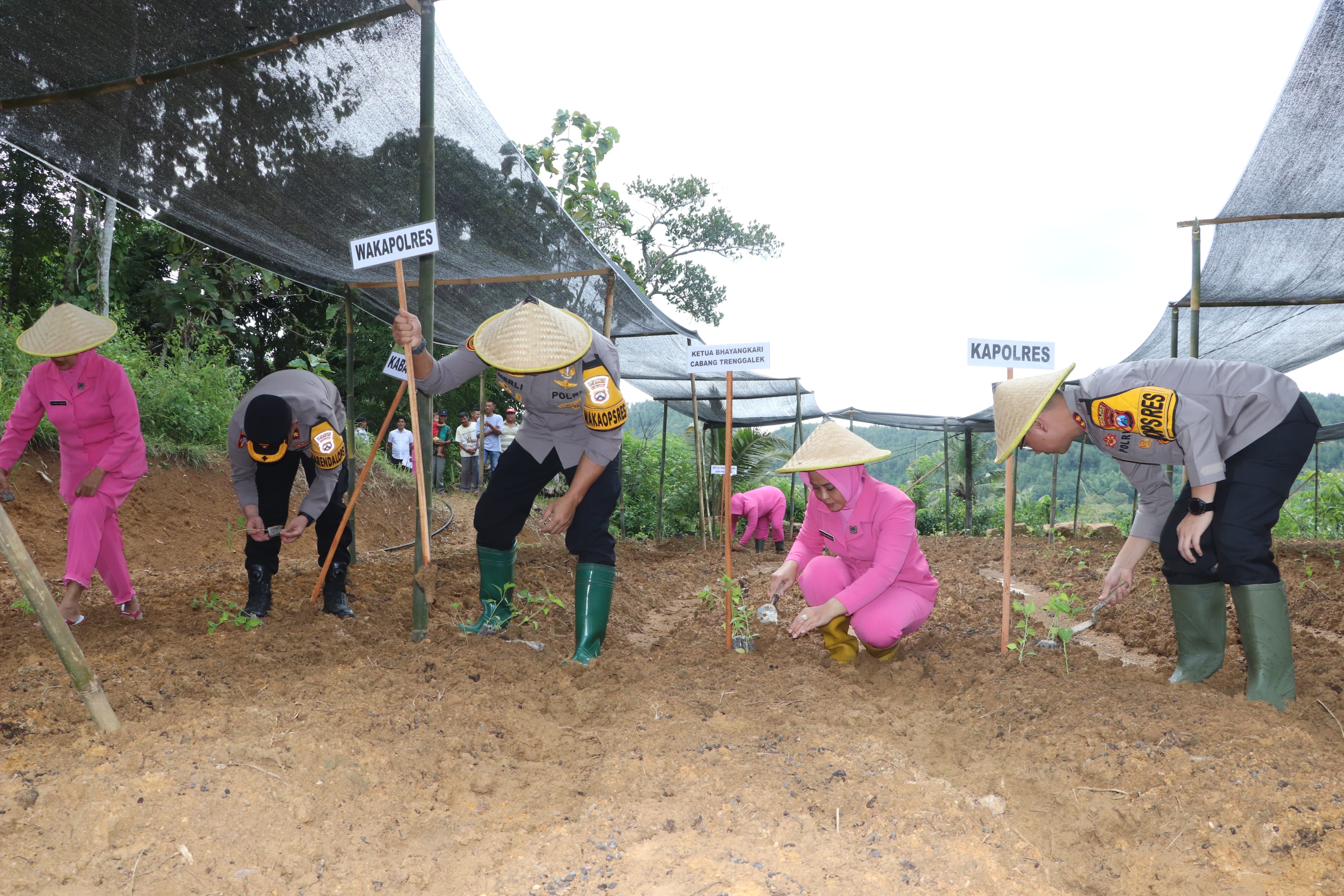 Proses penanaman pohon untuk mengatasi kekeringan.
