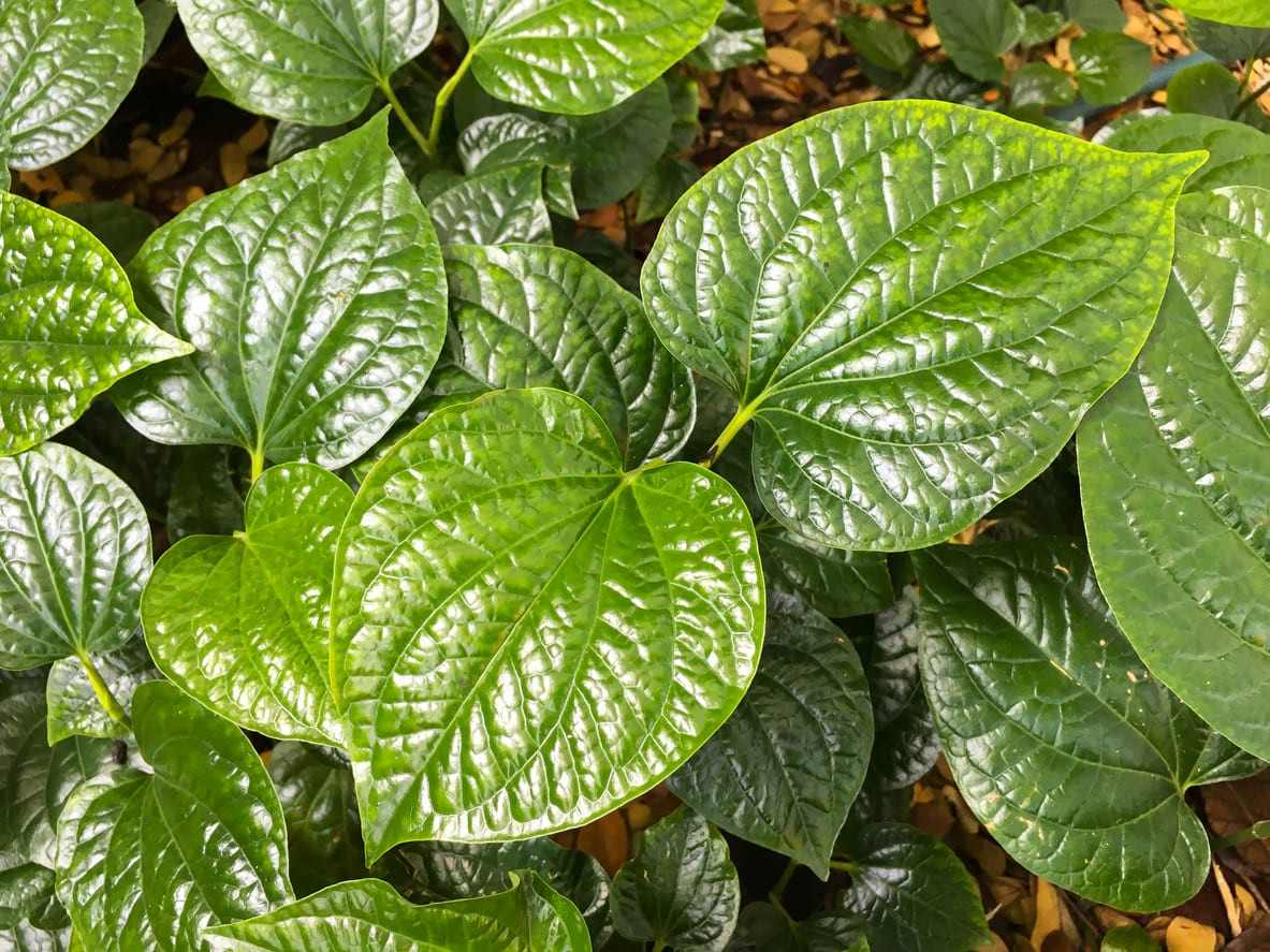 Daun sirih obat alami serbaguna banyak manfaat buat kesehatan