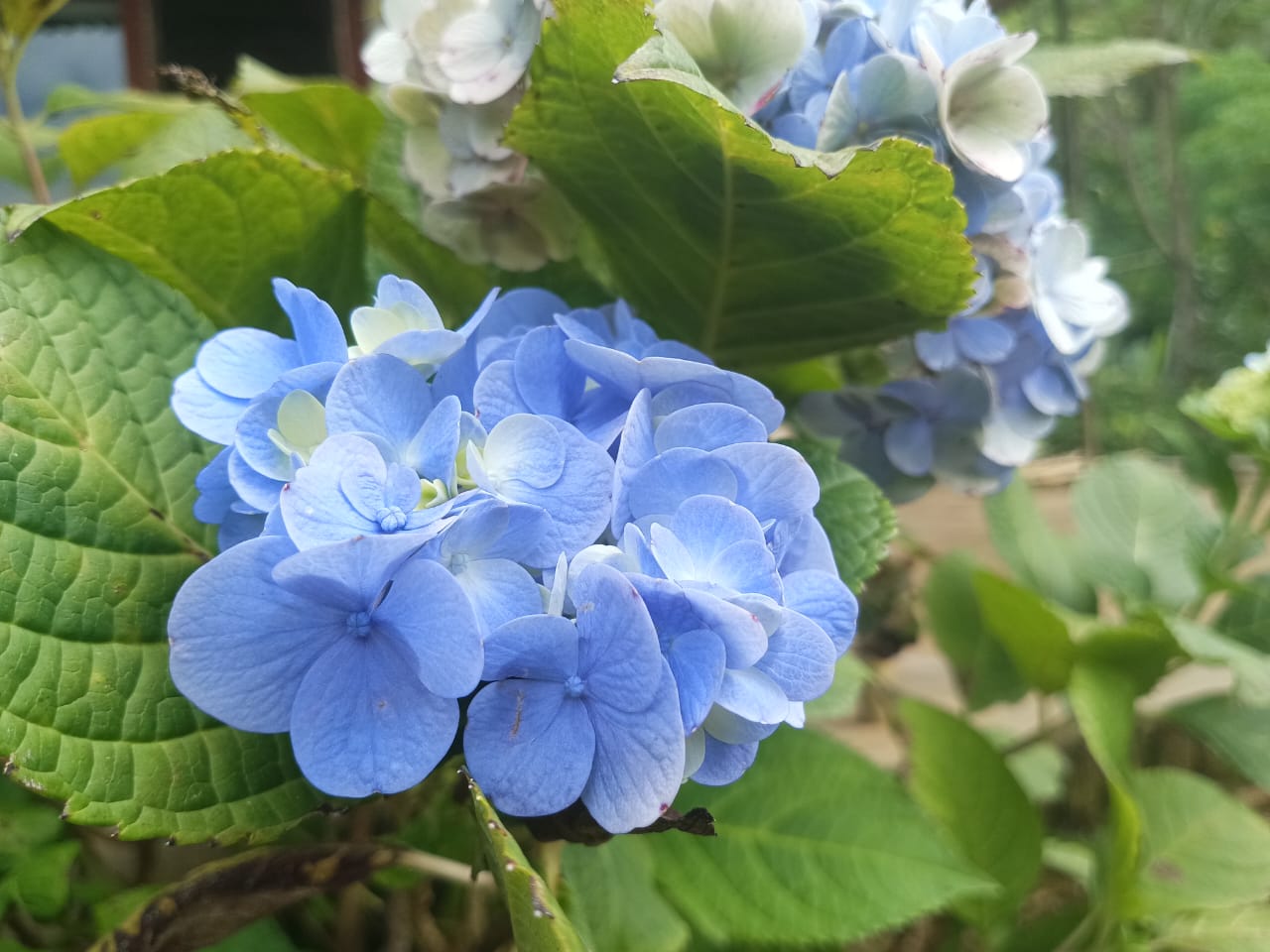 Bunga Hydrangea, keindahan visual yang menenangkan.