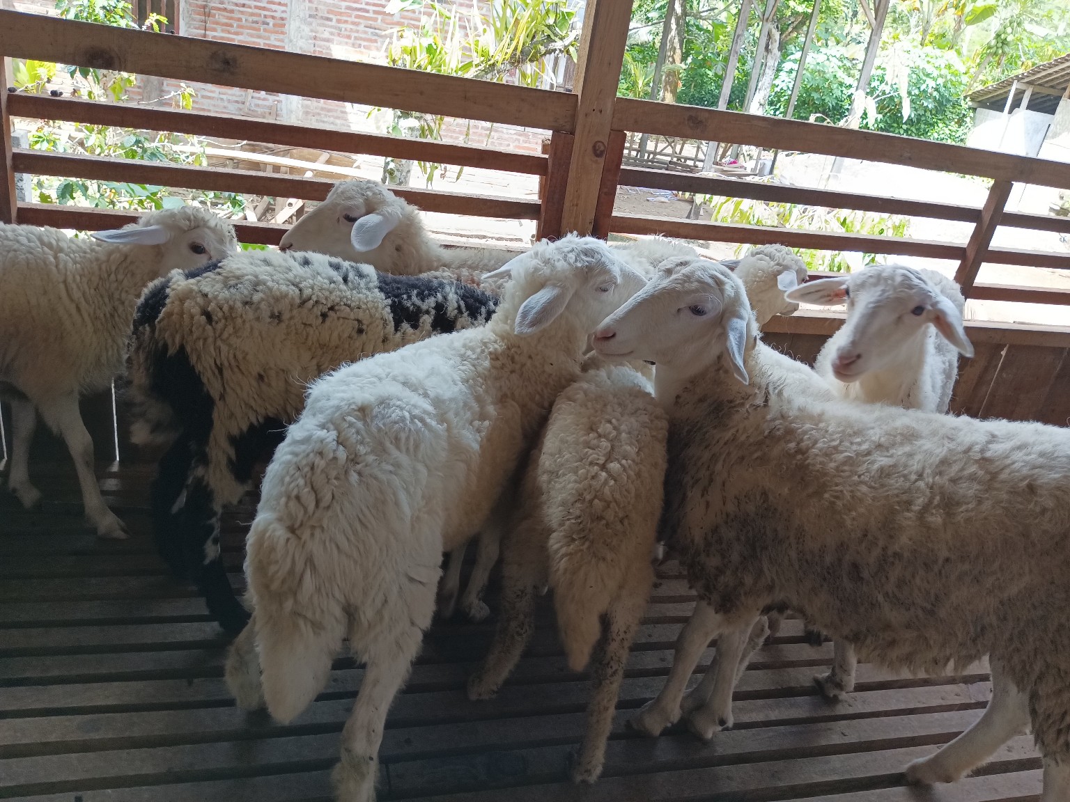 Jaga kesehatan domba dengan tips perawatan yang tepat.