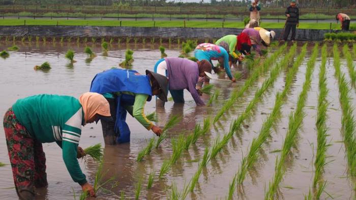Warga Desa Malasan sedang menanam padi serentak