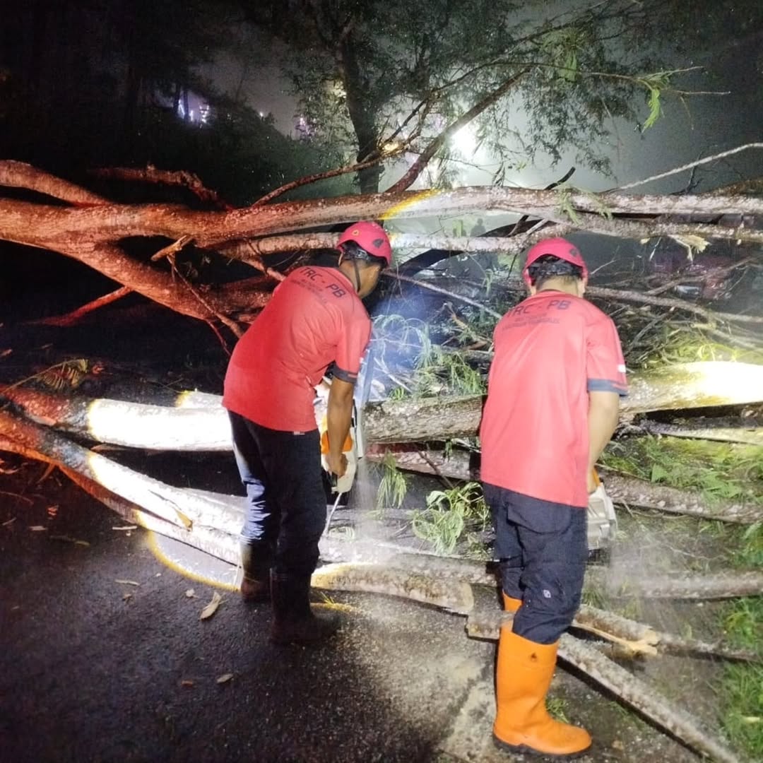 Petugas BPBD Trenggalek melakukan evakuasi pohon tumbang