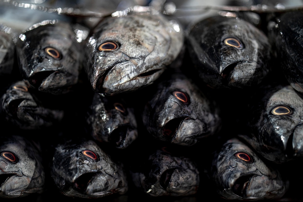 Tumpukan ikan tongkol yang siap dipasarkan. (AKBAR NEMATI/PIXABAY)