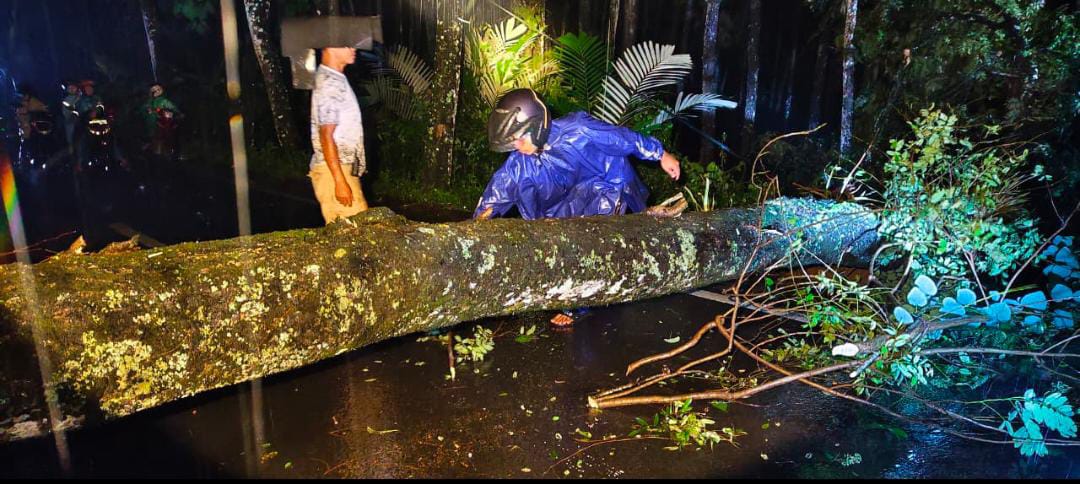 Pohon tumbang di Trenggalek saat cuaca ekstrem