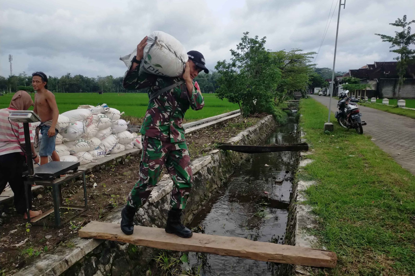 Babinsa di Trenggalek Bantu petani panen padi