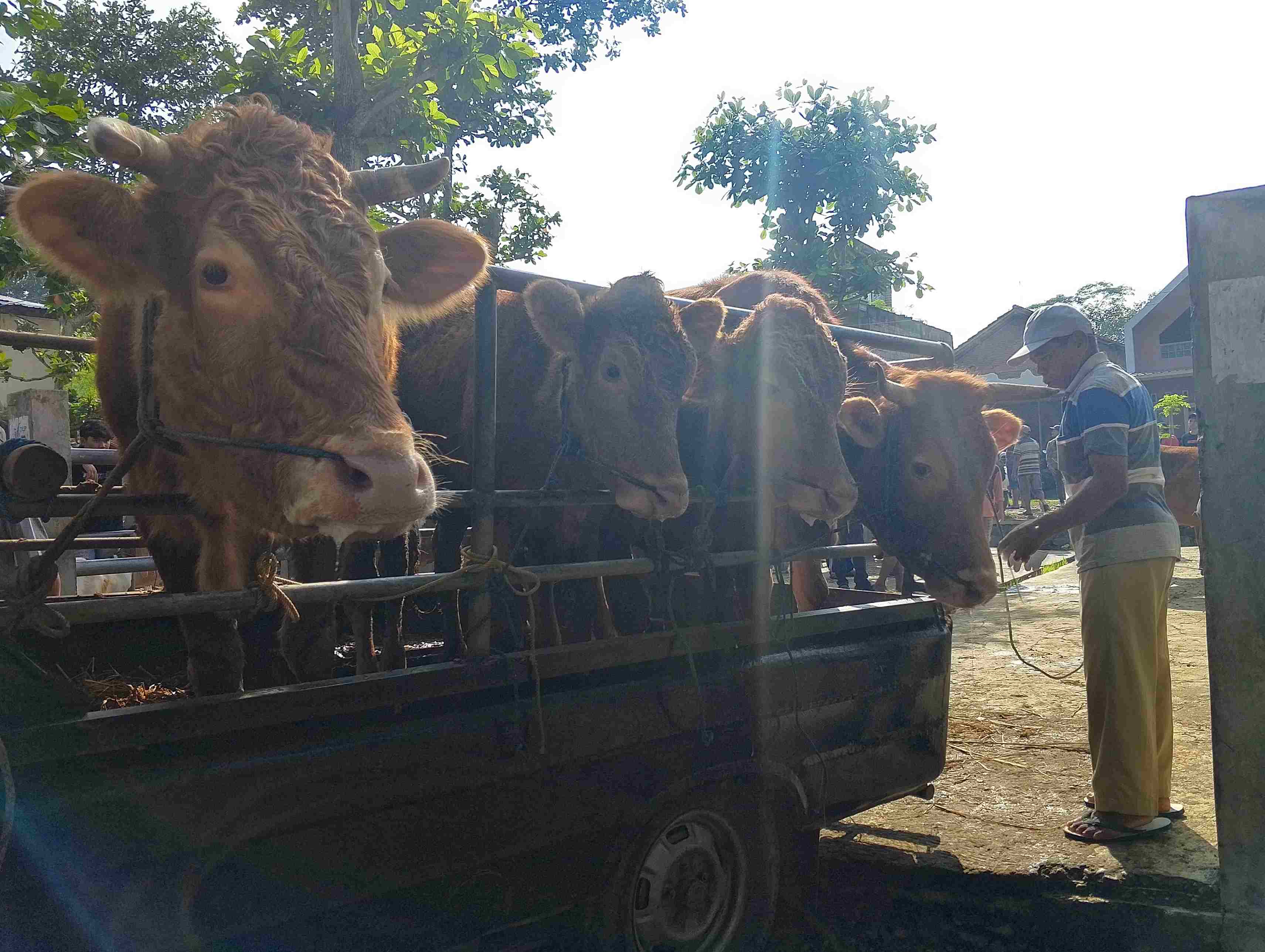 Kondisi kesehatan hewan ternak di Pasar Hewan jelang hari raya Idul Adha.