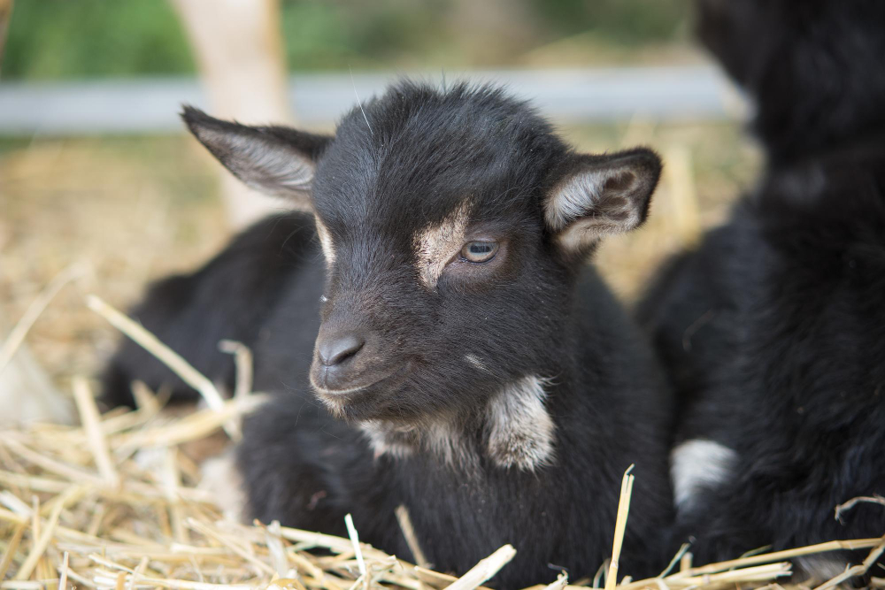 Pygmy Goat, kambing mini yang cocok jadi peliharaan.