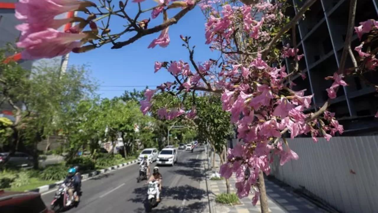 Keindahan pohon tabebuya yang membuat jalanan di Indonesia bernuansa sakura di Jepang.