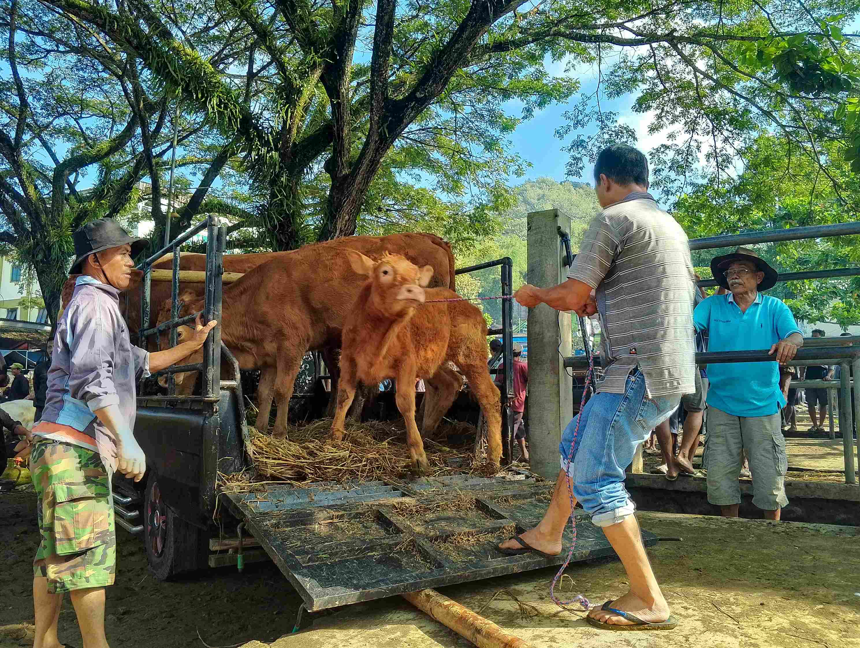 Disnak Trenggalek memastikan stok vaksin hewan ternak masih mencukupi hingga saat ini.