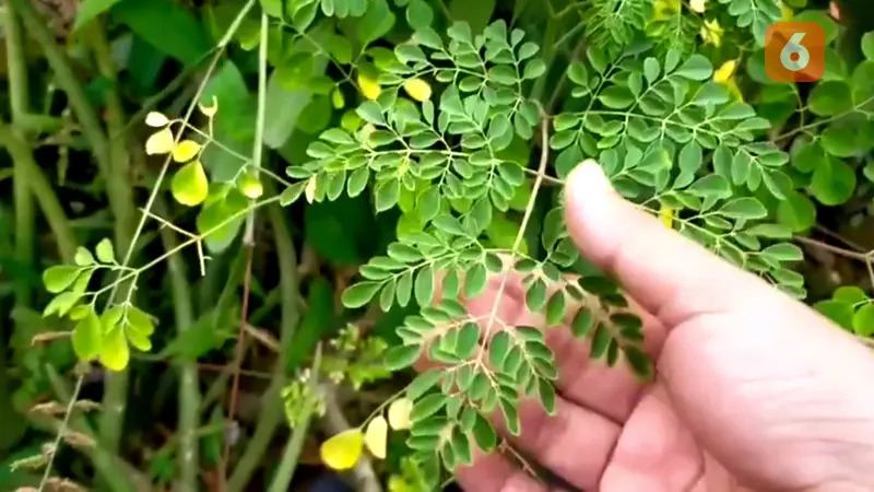 Daun kelor itu luar biasa, tapi masih dianggap sayuran kampung?