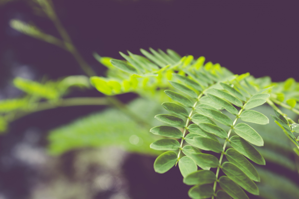 Daun kelor bukan sayur murahan. Ia superfood lokal yang tumbuh bebas.