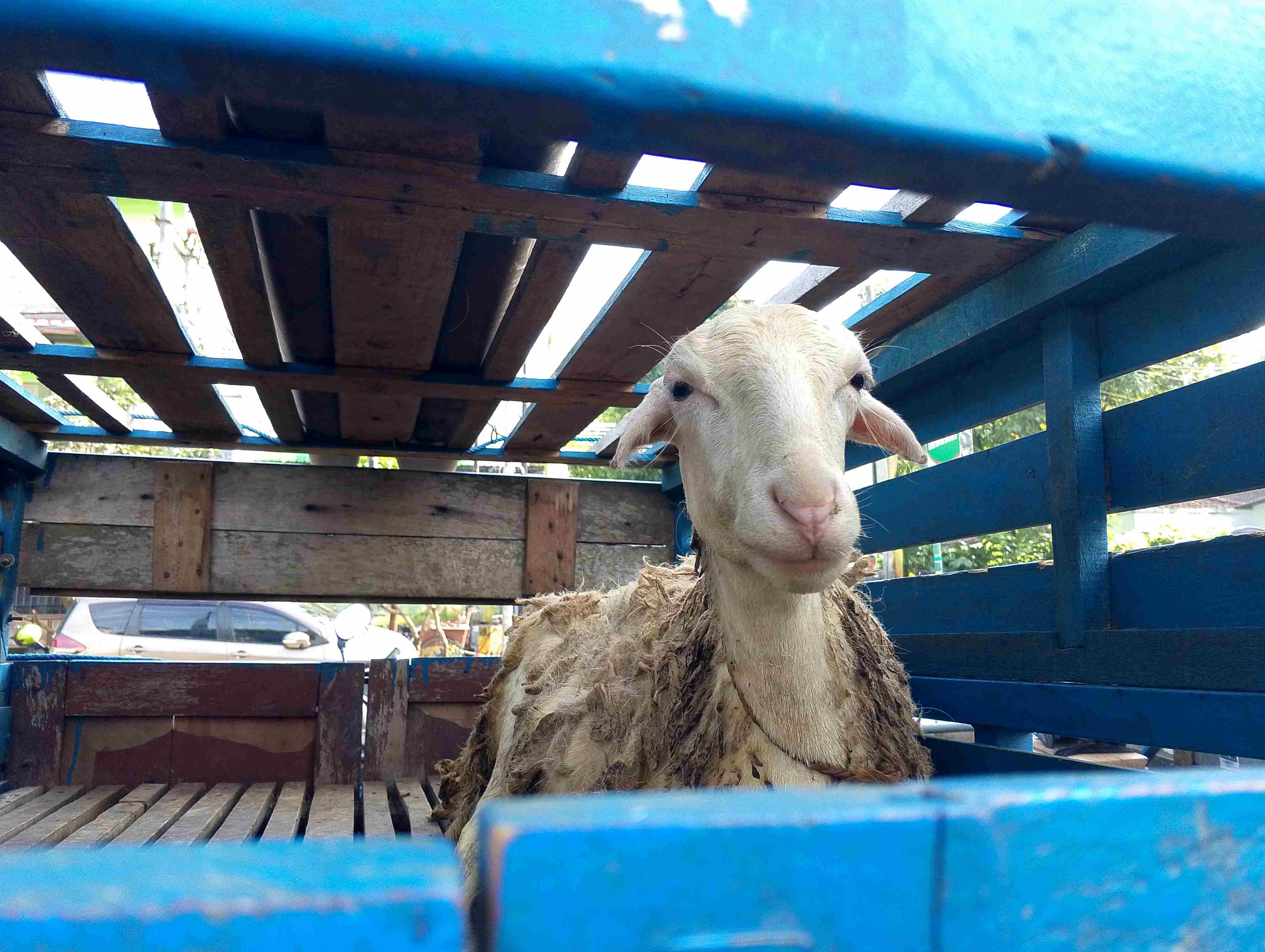Alasan kambing menggantikan kurban Nabi Ismail saat Idul Adha