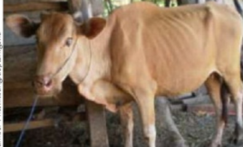 Contoh sapi kurus diduga terkena cacing hati