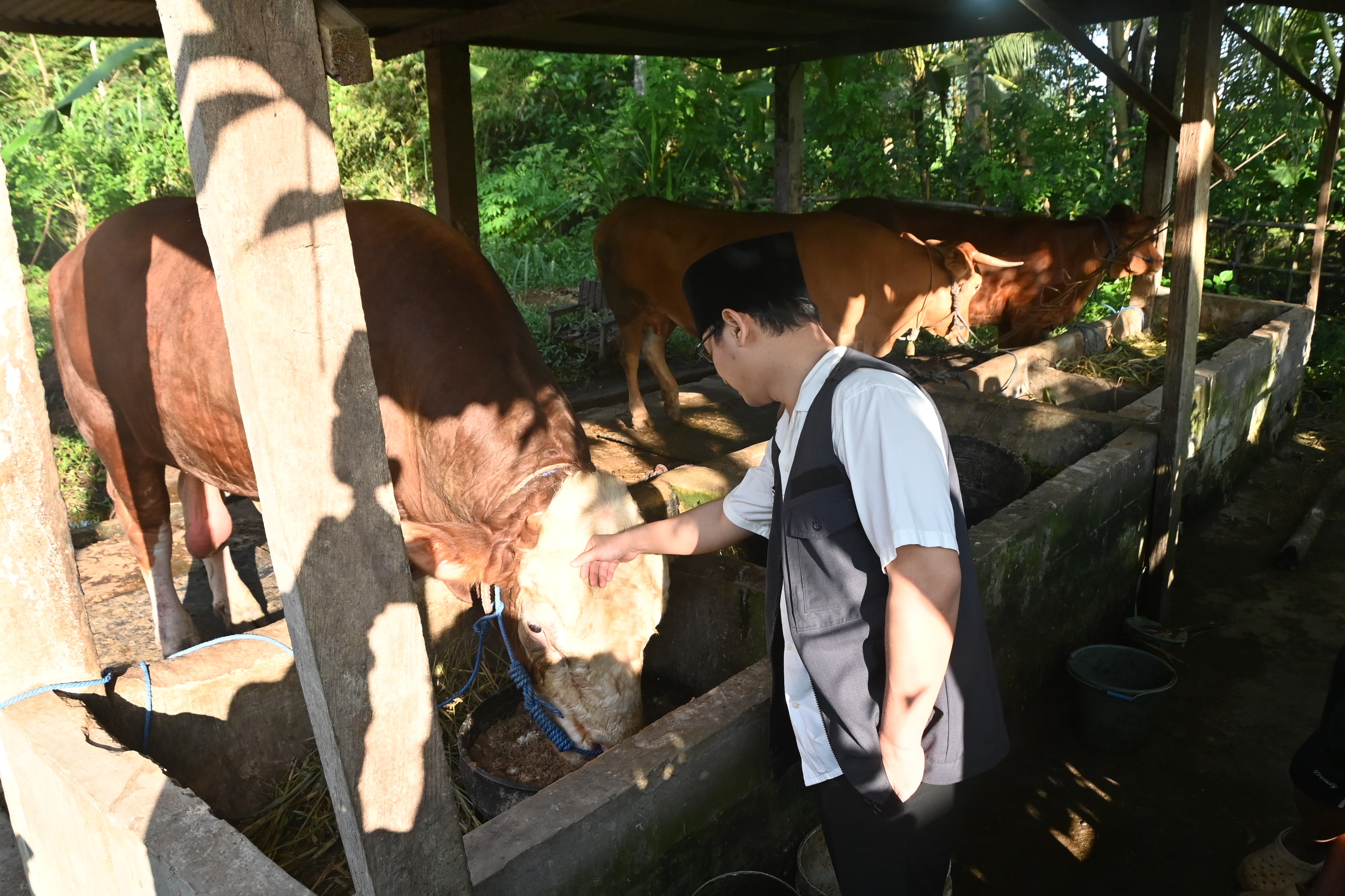 Bupati Trenggalek saat Sapi 1 Ton dari Kecamatan Pogalan Jadi Hewan Kurban Presiden Prabowo di Trenggalek