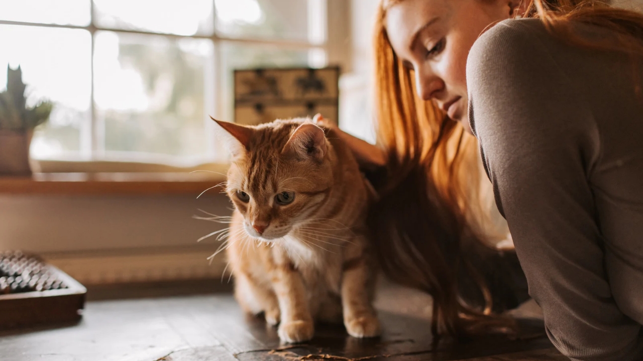 Kucing mengenali pemiliknya melalui aroma.