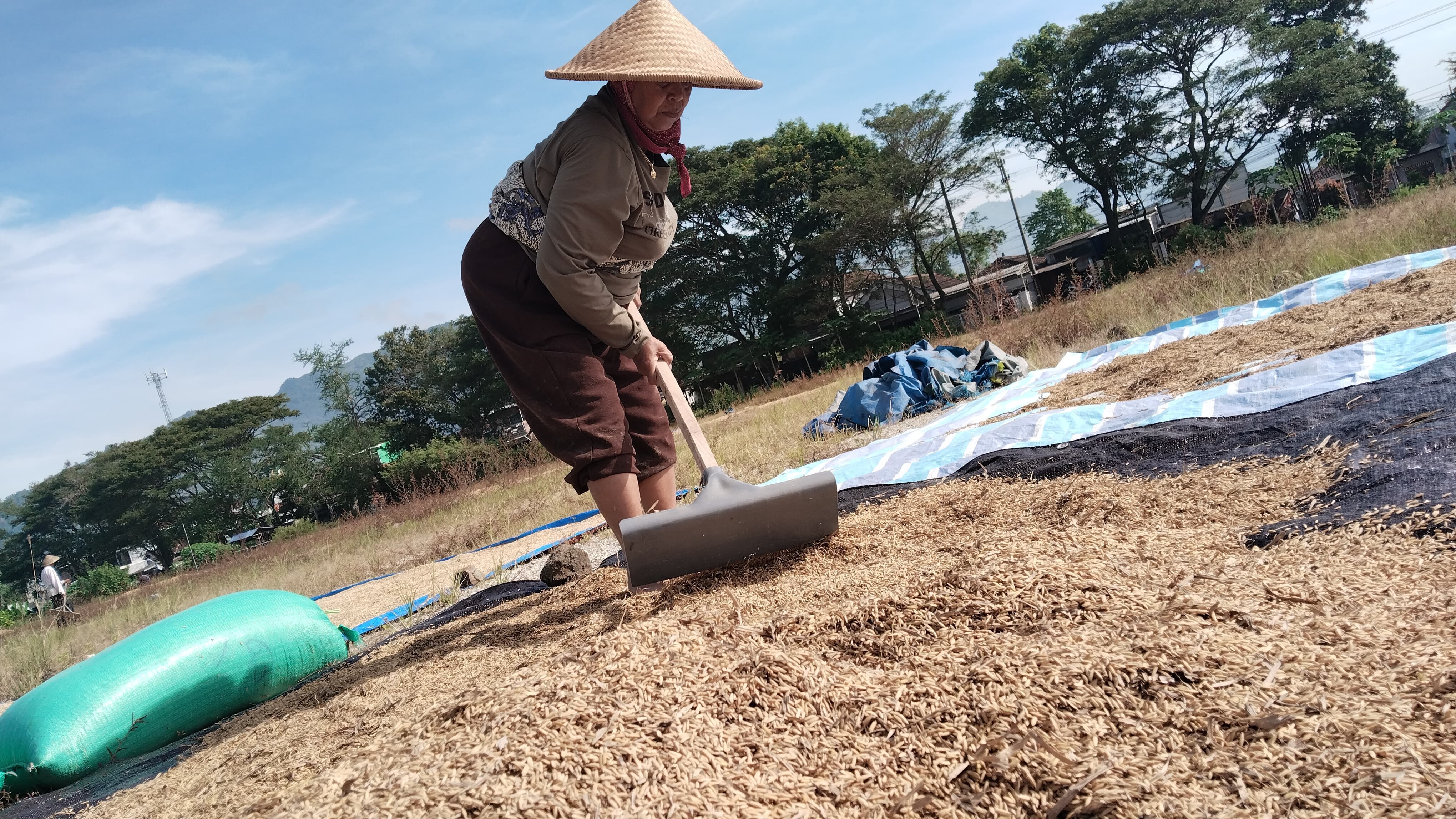 Produksi padi di Trenggalek meningkat meski kemarau basah datangkan banjir dan hama.