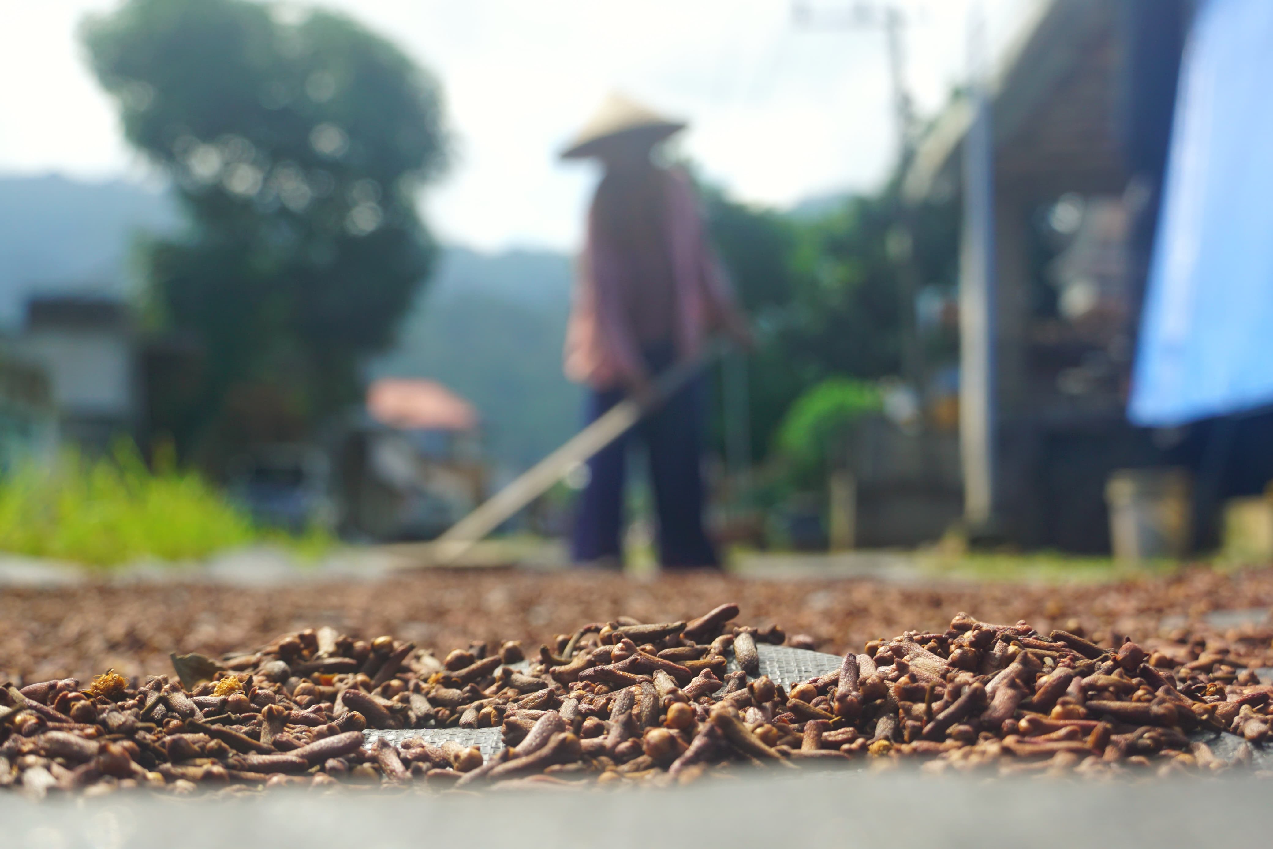 Harga jual cengkeh basah maupun kering sedikit menurun akibat panen yang bersamaan di Trenggalek. (DR PERDANA/RADAR TRENGGALEK)