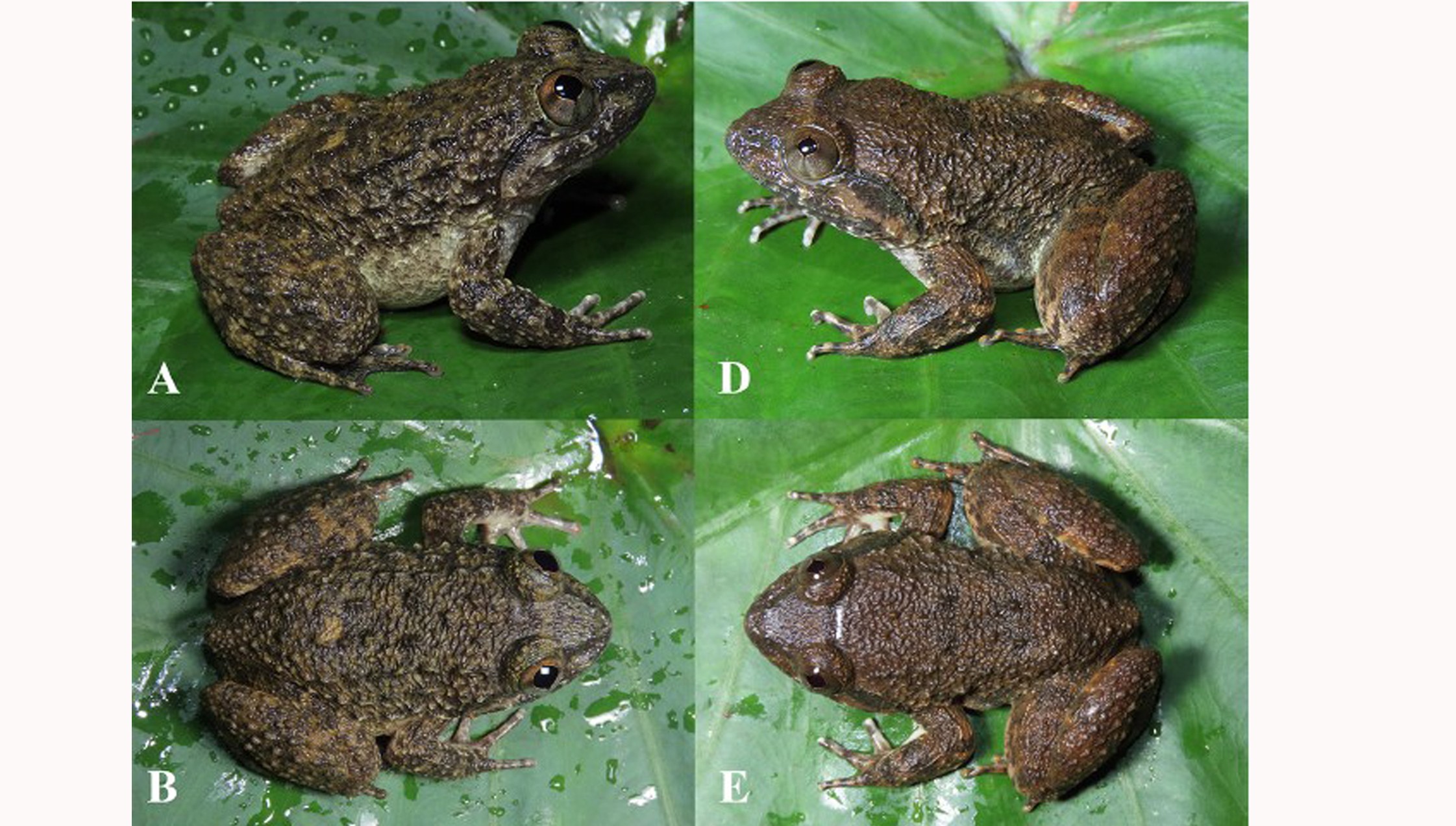 Limnonectes_maanyanorum sp.nov (BRIN)