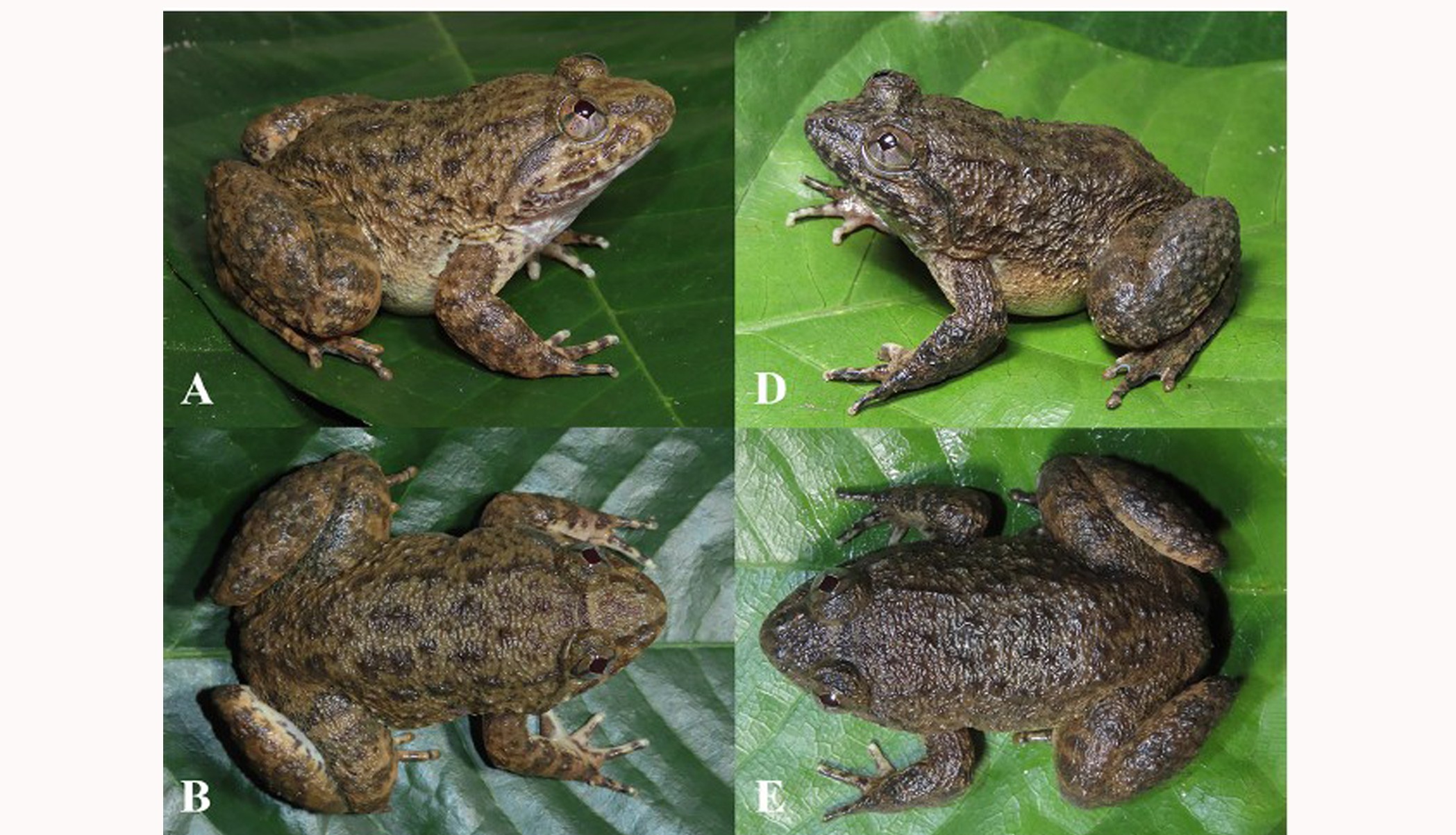 Limnonectes_nusantara sp (BRIN)