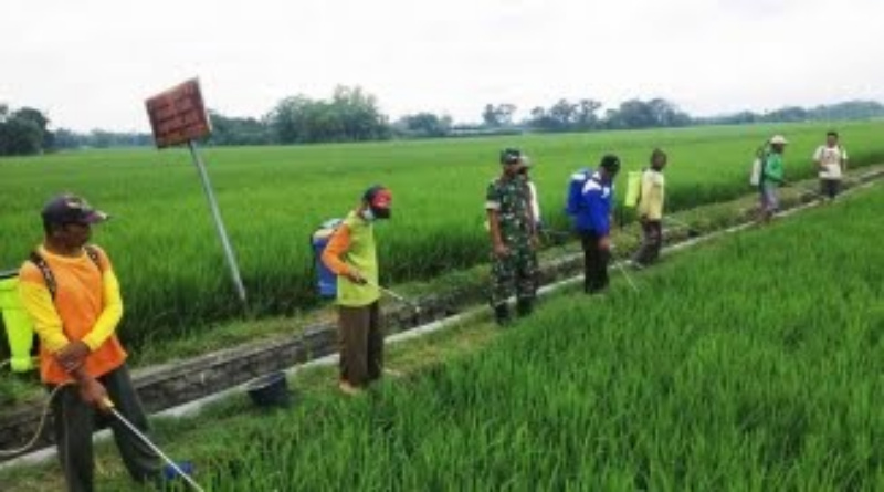 Kegiatan pengendalian hama oleh petani Desa Malasan dengan pendampingan
