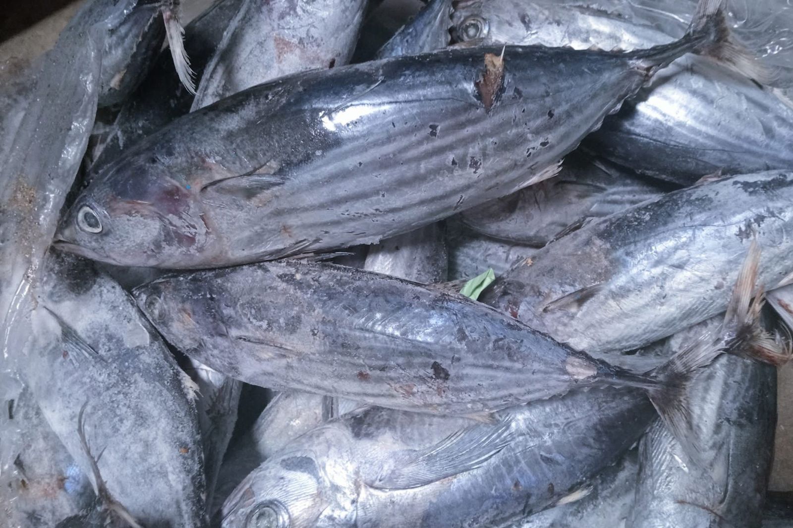 Harga ikan tongkol terkerek tipis di pasaran Trenggalek hari ini. (FACEBOOK FLORINCE MEGA)