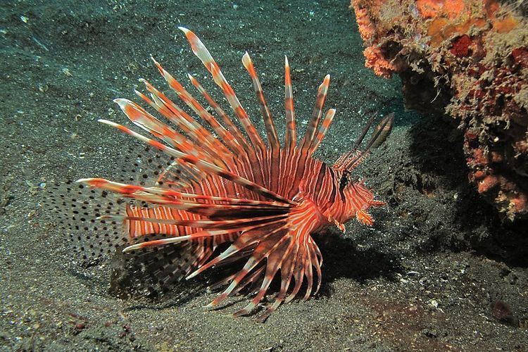 Jenis ikan laut yang beracun tk layak buat dikonsumsi bagi kesehatan