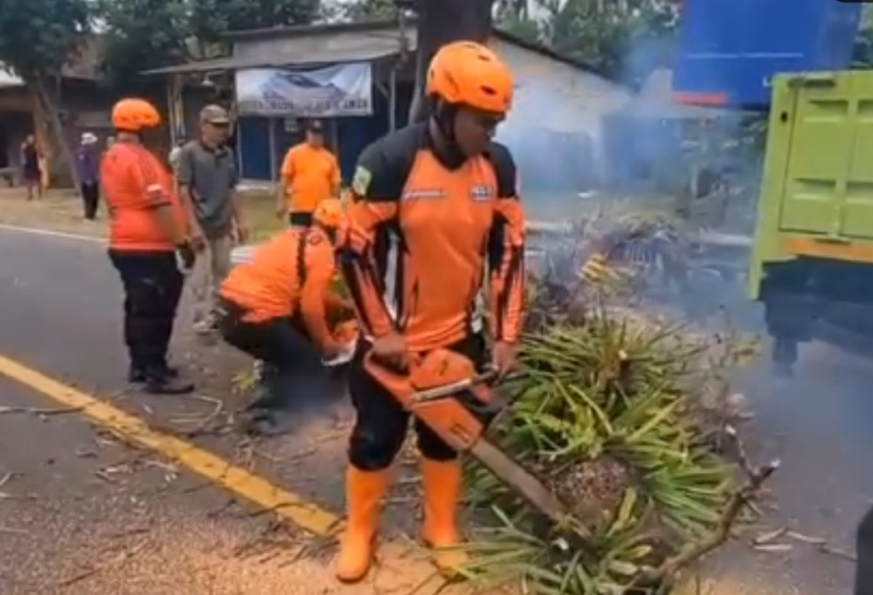 Petugas BPBD Trenggalek lakukan perampingan pohon di jalur utama