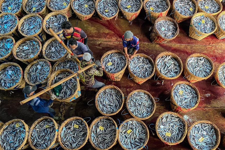 MELIMPAH: Ikan laut segar hasil tangkapan nelayan di PPN Prigi yang siap dipasarkan.
