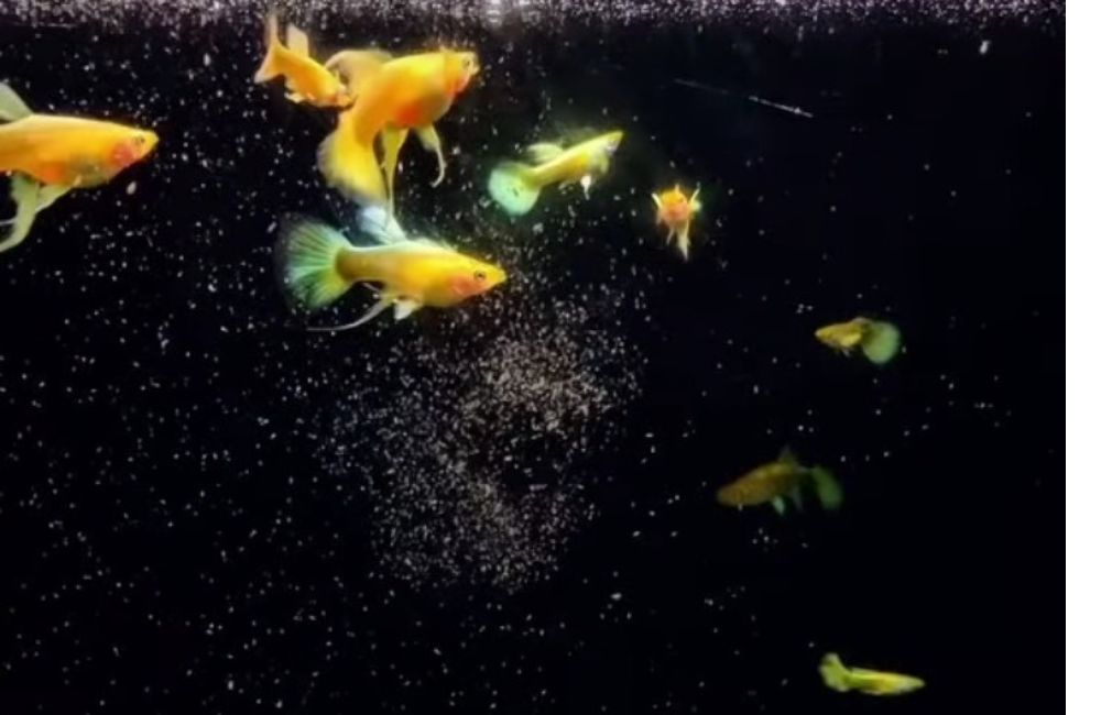 Memelihara ikan dirumah menjadi obat menenangkan pikiran