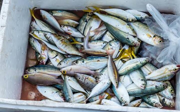 Penyimpanan dalam kardus styrofoam menjaga suhu tetap stabil dan kualitas ikan tetap terjaga. Ditambah dengan es batu, gizi dan kesegaran ikan tetap optimal hingga ke tangan konsumen.