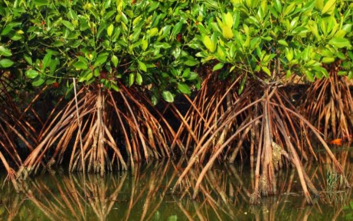 Jawa Timur memiliki hutan mangrove terluas se-Pulau Jawa yang masih terjaga alami.