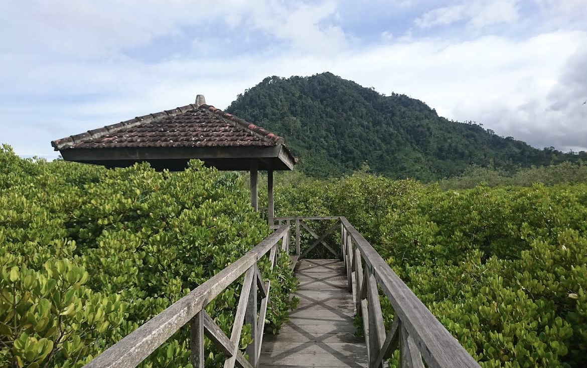 Hutan mangrove Cengkrong di Trenggalek, salah satu destinasi favorit wisata alam pesisir selatan Jawa Timur.