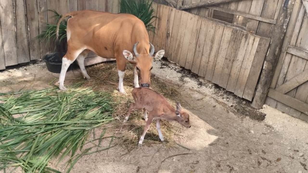 Seekor bayi banteng Jawa lahir di Pangandaran Jawa Barat. (KEMENHUT)