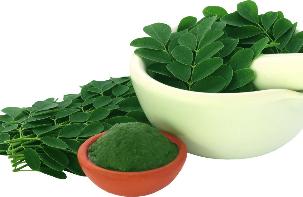 Daun kelor, Superfood alami yang kaya akan manfaat kesehatan, dari imunitas hingga tulang kuat