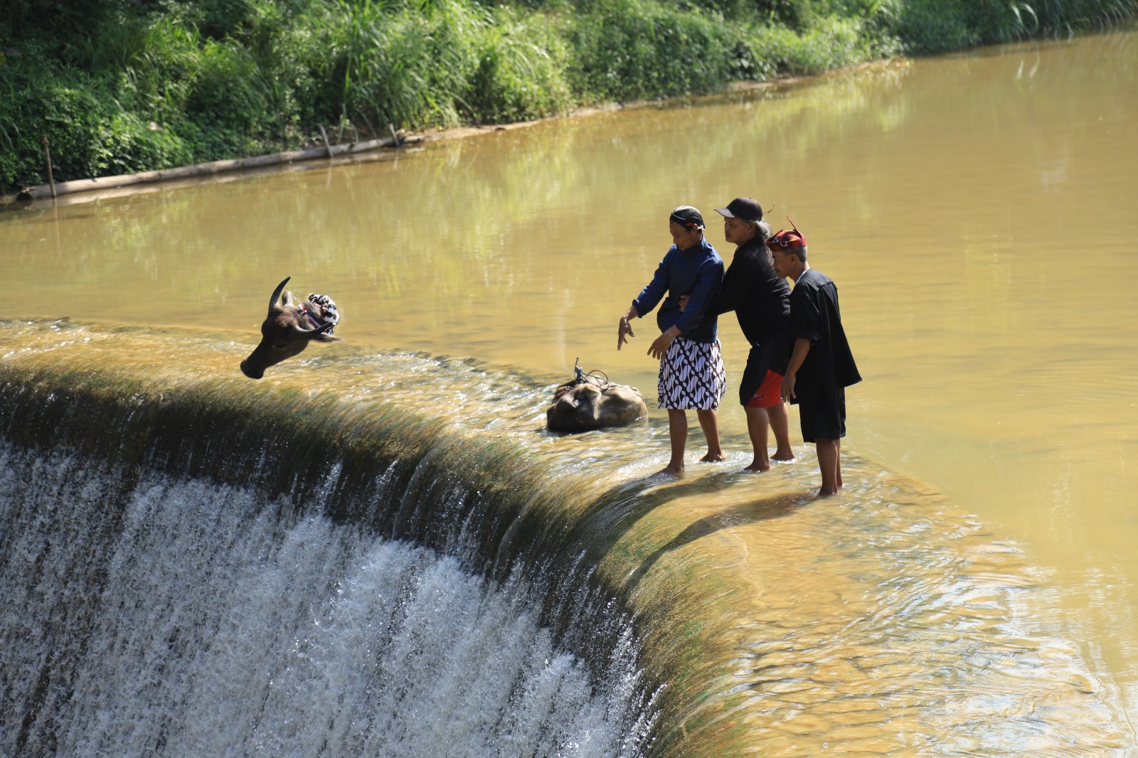 Kepala kerbau dibuang ke alidan Dam Bagong sebagai bagian dari rangkaian ritual adat.