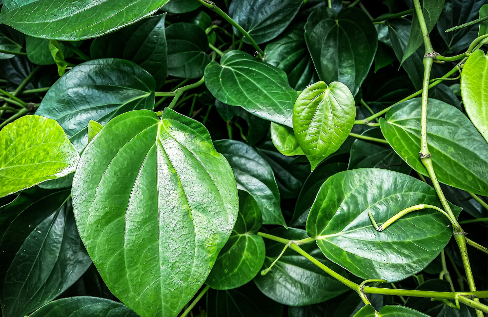 Daun sirih mengandung senyawa antibakteri dan antijamur untuk menjaga kesehatan alami tubuh.