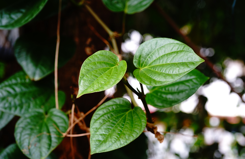 Sirih merah kaya flavonoid, bermanfaat untuk mengatasi infeksi dan radikal bebas.