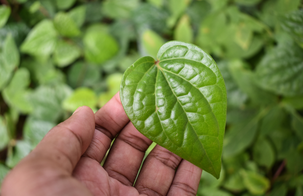 Minuman herbal daun sirih bantu jaga kesehatan paru-paru dan saluran pernapasan.
