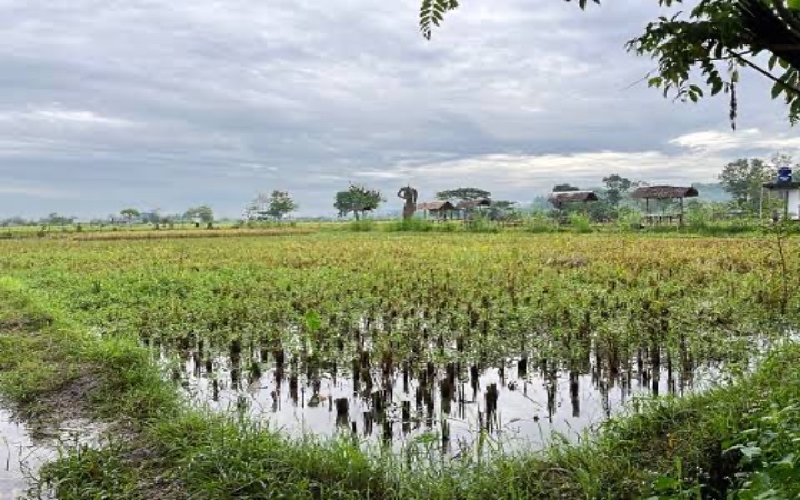 Air hujan menggenang di pematang sawah di tengah musim kemarau yang seharusnya tidak kering.
