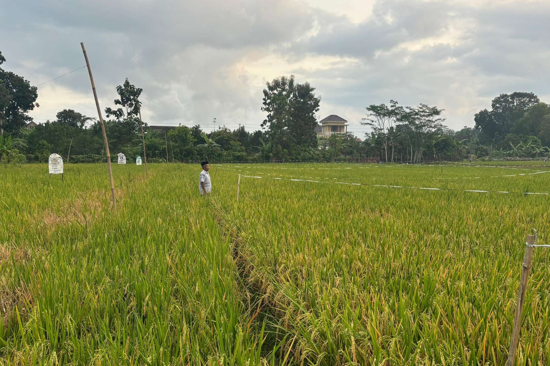 Seorang petani di Desa Baruharjo, Kecamatan memantau kondisi sawahnya. (AMALIA RIZKY/RADAR TRENGGALEK)