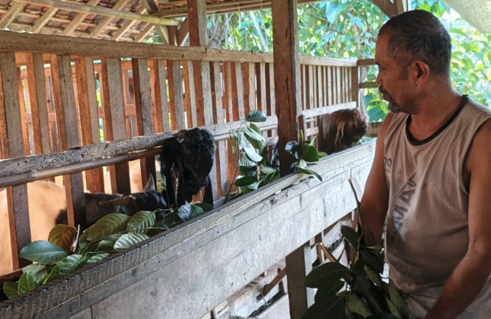 Perawatan Kambing Babon Hasil Arisan Ternak