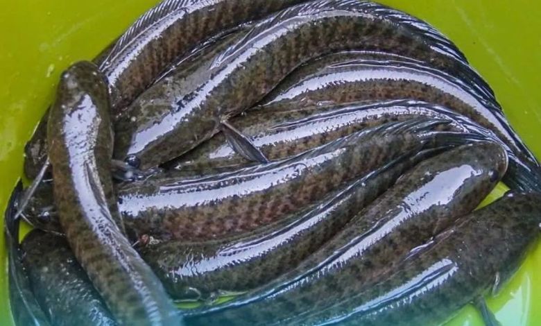 Manfaat mengkonsumsi ikan gabus buat kesehatan pemulihan bekas luka pasca oprasi