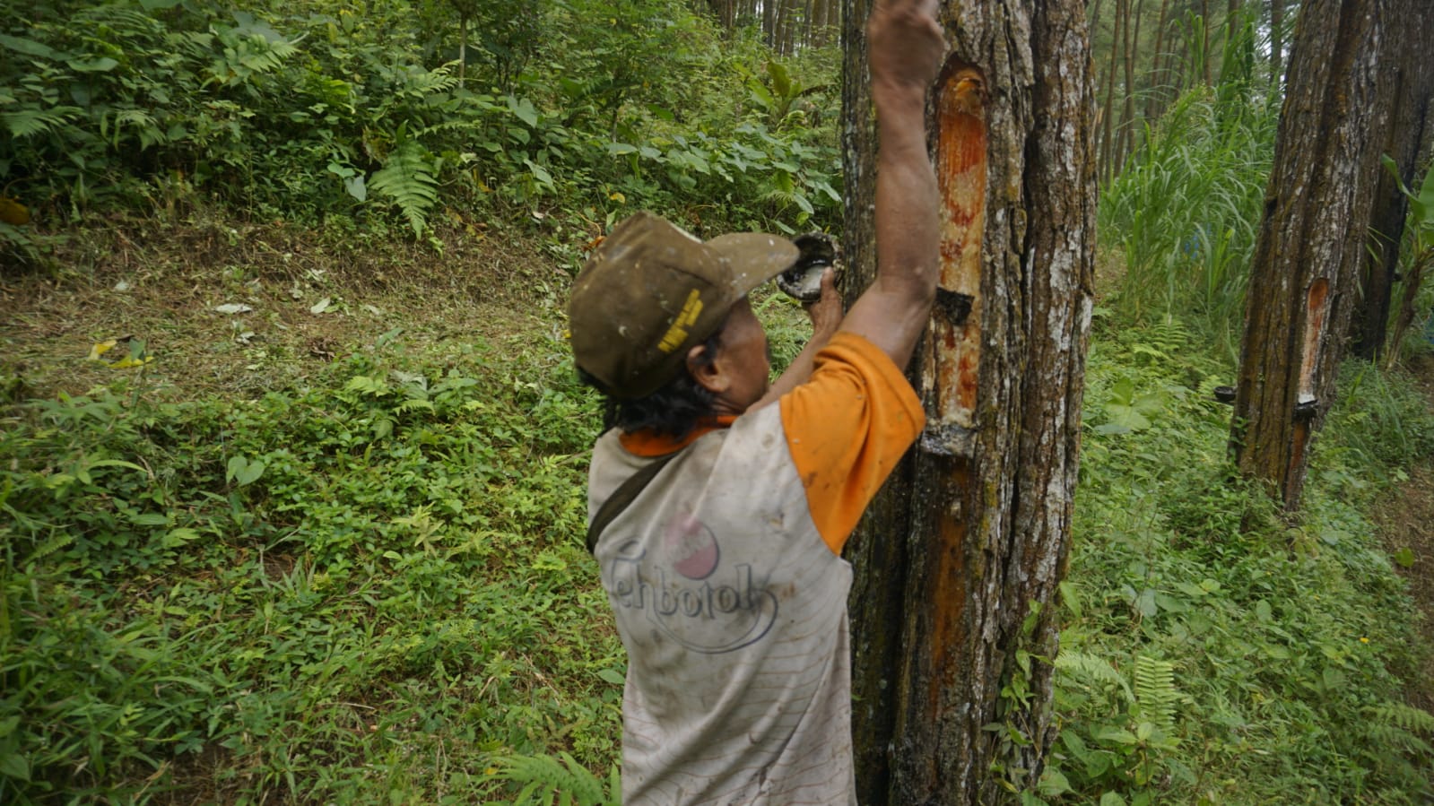Getah pinus jadi komoditas unggulan dari hutan Trenggalek.